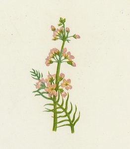 Waterviolier, Hottonia Palustris door English School