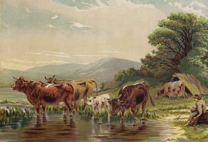 Het Vee Wateren