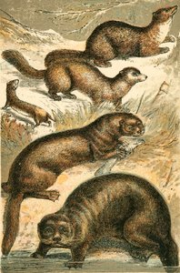 Wezel, Sabel, Marter, Otter en Zeeotter