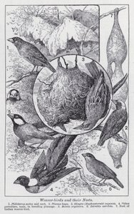 Wevervogels en hun nesten