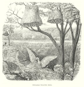 Wevervogels (gravure) door English School