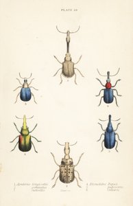 Snuitkevers: Attelabus longicollis 1, Attelabus gemmatus 2, Attelabus ruficollis 3, Byctiscus populi 4, Rhycnhites pubescens 5, en Rhynchites collaris 6 door English School