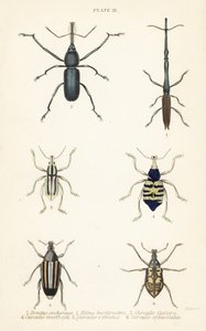 Snuitkevers: Brentus ancharago 1, Rhina barbirostris 2, Curculio cuviera 3, Eupholus geoffroyi 4, Larinus ursus 5 en Curculio sphacelatus 6 door English School