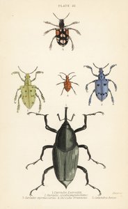 Snuitkevers en kevers: Curculio latreillii 1, Curculio sexdecempunctatus 2, Trichaptus mutillarius 3, Pissodes castaneus 4 en Calandra heros 5 door English School
