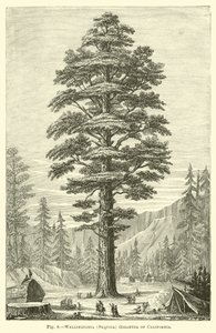 Wellingtonia (Sequoia) Gigantea van Californië door English School