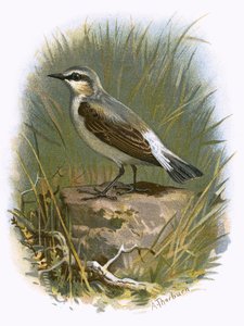 Tarwekorrel