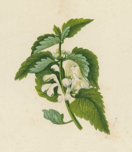 Witte Dovenetel, Lamium Album