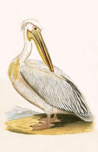 Witte Pelikaan, illustratie uit 