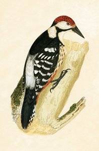Witstuit Specht, illustratie uit 