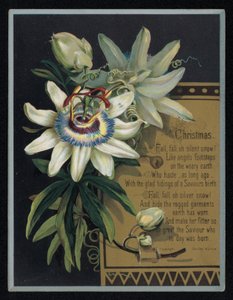 Witte passiebloem, kerstkaart door English School