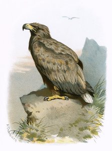 Zeearend