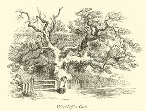 Wickliffs Eik