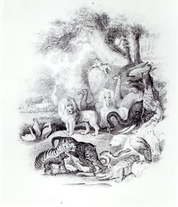 Wilde Dieren uit 