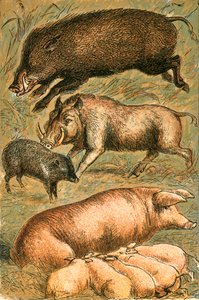 Wild Zwijn, Wrattenzwijn, Pekari, Zeug en Biggen