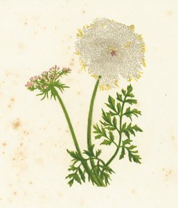 Wilde wortel, Daucus Carota