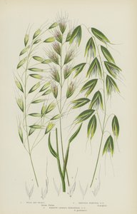 Wilde Havergras, Borstelpuntige Havergras, Smalbladige Meerjarige Havergras door English School