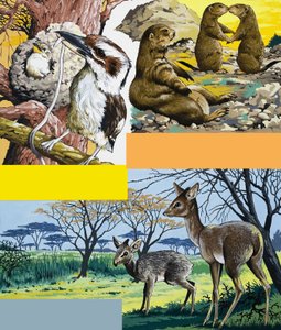 Montage van wilde dieren door English School