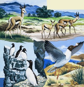 Montage van wilde dieren door English School