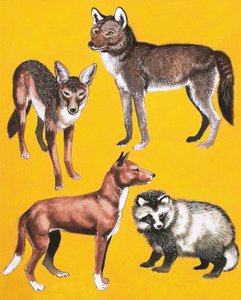 Montage van wilde honden door English School