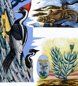 Wildlife montage door English School