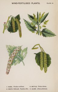 Windbestoven planten door English School