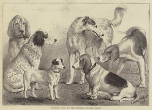 Winnende honden op de Crystal Palace Show door English School