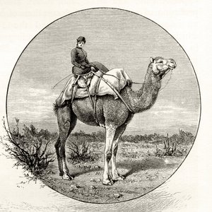 Vrouw op een kameel in Australië, ca. 1880, uit 