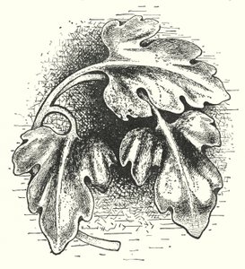 Houtsnijwerk: Blad (gravure) door English School