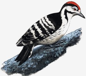 Specht (Downy Woodpecker) door English School