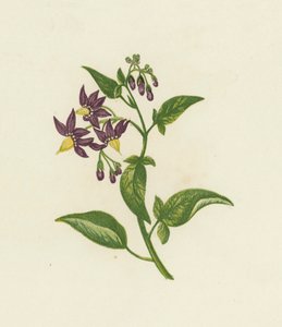Bitterzoet, Solanum Dulcamara
