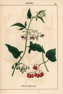 Hondsroos met paarse bloemen en rode bessen, uit 