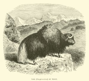 Yak (Bos grunniens) van Tibet door English School