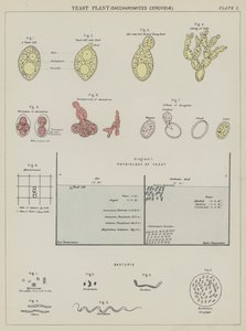 Gistplant, Saccharomyces Cerevisiae door English School