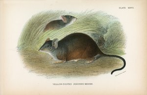 Geelvoetbuidelrat