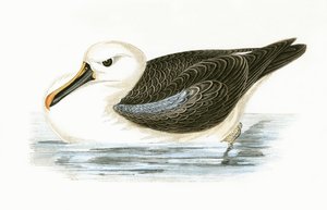 Geelneusalbatros, illustratie uit 