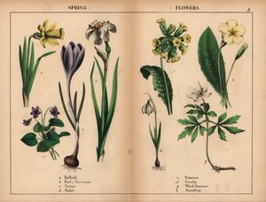 Gele narcis, witte dichtersnarcis, paarse krokus, paarse viooltjes, gele sleutelbloem, gele koekoeksbloem, witte bosanemoon, en witte sneeuwklokjes, uit 