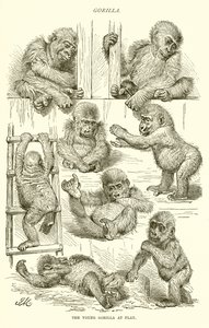 Jonge gorilla aan het spelen
