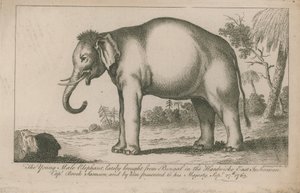Jonge mannelijke olifant door English School