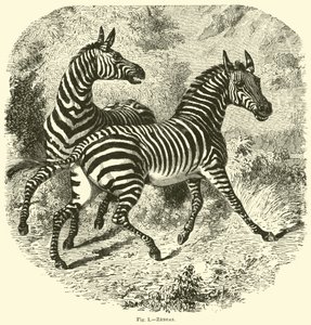 Zebra