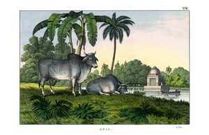 Zebu door English School