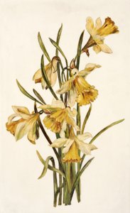 Stilleven, narcissen door English School English School