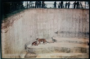 Whipsnade Zoo, Whipsnade, Midden-Bedfordshire, Midden-Bedfordshire, Verenigd Koninkrijk door Eric Maybank