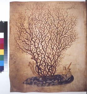 Volledige pagina: plantenstudie