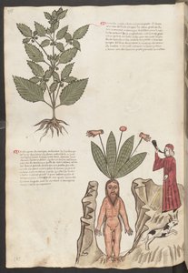 Volledige pagina: tekst en miniaturen: " Mercurela " (miniatuur) door Erich Lessing