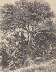 Groupe de Cèdres de Mt. Liban / [Groep cederbomen, Libanonberg]. door Ernest Benecke