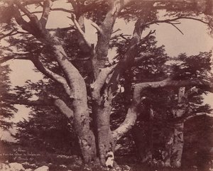 Mt. Liban. Stam van een van de cederbomen van Salomo, 1850-53 door Ernest Benecke