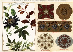 Afbeeldingen van jasmijn en passiebloem uit manuscripten