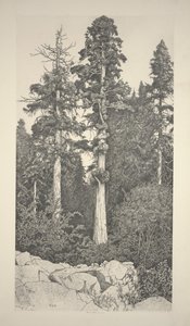 Baby Sequoia door Ernest Haskell