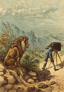 Veelbelovende vooruitzichten, leeuw observeert fotograaf (chromolitho)