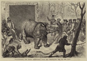 Het Overbrengen van de Harige Neushoorn van haar Reiskooi naar haar Hok